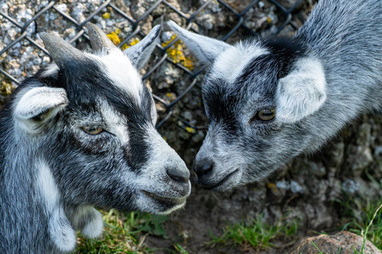Two young pygmy goat kids touching noses together beside a fence