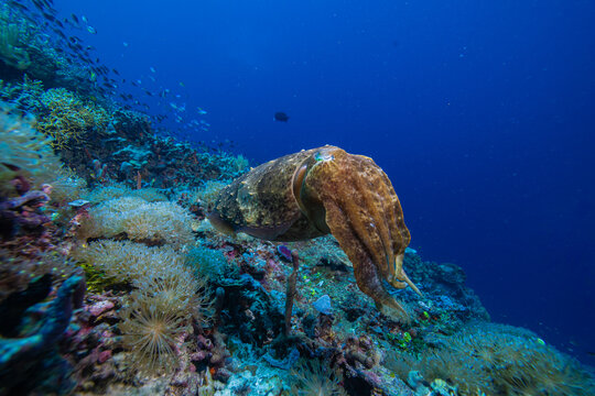 View of a cuttlefish swimming over a vibrant coral reef with soft corals and marine life in Raja Ampat, Southwest Papua, Indonesia.
