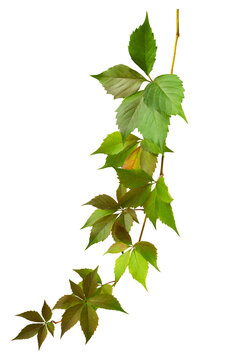 Parthenocissus twig with green and brown autumn leaves isolated on white or transparent background (Wild grapes)