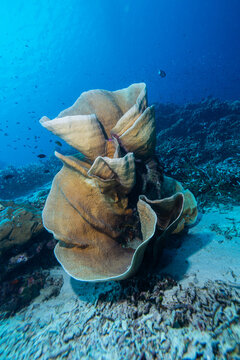 View of a large, intricate beige leaf coral structure on the sandy seabed of a vibrant reef, surrounded by clear blue water and small tropical fish in Raja Ampat, Southwest Papua, Indonesia.