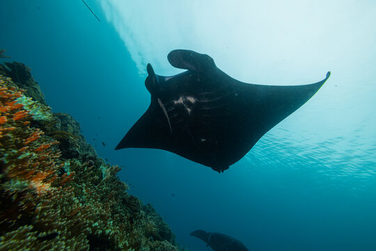 View of a majestic manta ray gliding gracefully past a vibrant coral reef in the clear blue waters of Raja Ampat, Southwest Papua, Indonesia.
