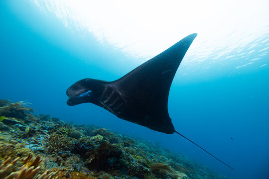 View of a manta ray swimming over a vibrant coral reef in clear blue water in Raja Ampat, Southwest Papua, Indonesia.