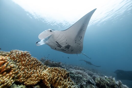 View of a majestic manta ray gliding gracefully over a vibrant coral reef in the clear blue waters of Raja Ampat, Southwest Papua, Indonesia.