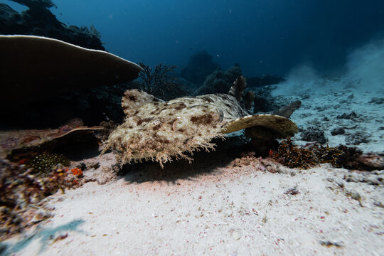 View of a wobbegong shark resting on the sandy seabed among coral reefs in Raja Ampat, Southwest Papua, Indonesia.