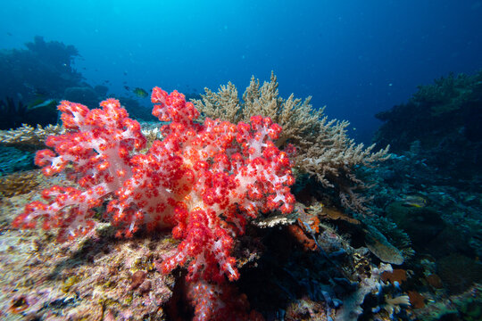 View of vibrant red soft coral thriving on a diverse reef in the clear blue waters of Raja Ampat, Southwest Papua, Indonesia.