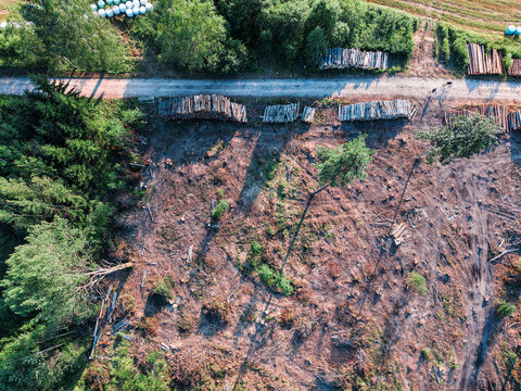 Aerial view of a cleared forest area with felled trees and stacked logs. Dirt path runs alongside the site. Green trees remain on surrounding slopes. Sunlight casts shadows across the terrain