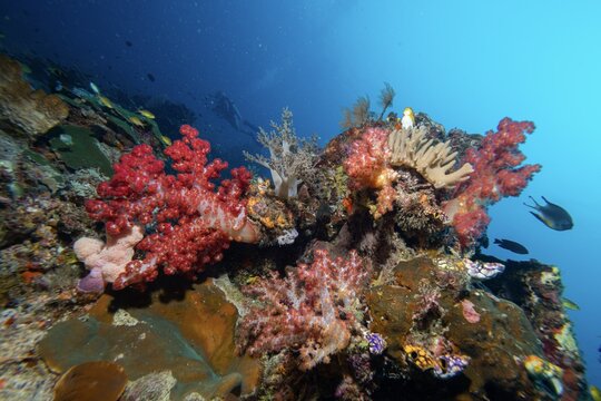 View of vibrant soft corals and tropical fish on a thriving coral reef in the clear blue waters of Raja Ampat, Southwest Papua, Indonesia.