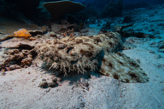 View of a wobbegong shark resting on the sandy seabed in Raja Ampat, Southwest Papua, Indonesia.