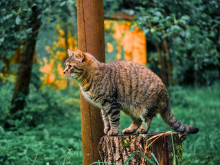 Obraz premium Tabby cat standing on tree stump in forest. Cat looks toward left with alert posture. Green foliage surrounds wooden post and stump. Soft sunlight filters through trees in background