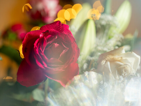Vibrant red rose with soft focus background lights. Delicate white baby's breath flowers beside it. Green stems and leaves support the bloom. Warm golden bokeh lighting enhances the romantic mood
