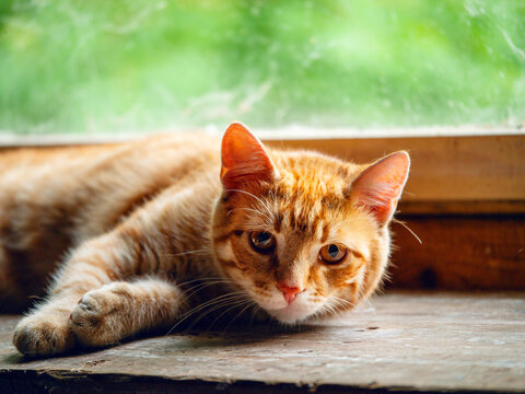 Calm orange tabby cat lounges on wooden windowsill. Sunlight filters through dirty glass, highlighting fur texture. Cat relaxed posture suggests peaceful indoor moment