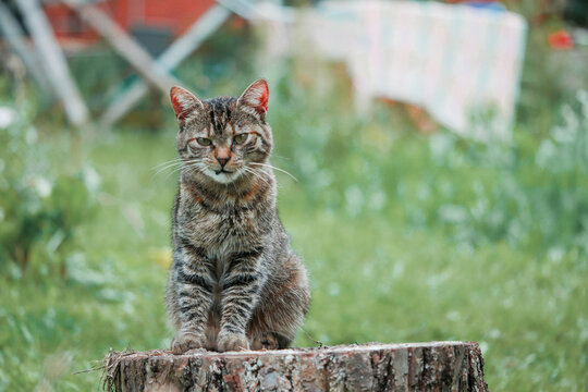 Angry looking tabby cat is sitting on a tree stump, green grass and farm buildings in the background. Pet has scary unfriendly look and feels like it is ready to jump on you.