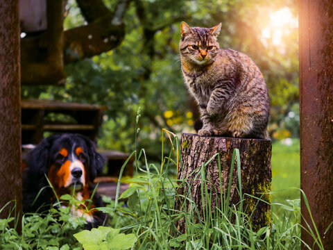 Tabby cat perches atop a tree stump. Bernese Mountain Dog rests nearby in grass. Both animals calm and peaceful. Green foliage surrounds them. The scene is peaceful and natural. Living on a farm.