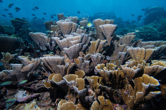 View of vibrant fan corals and diverse marine life in the underwater ecosystem of Raja Ampat, Southwest Papua, Indonesia.