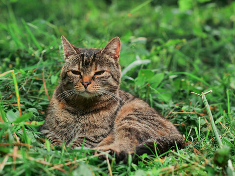 Tabby cat lounges on green grass. Eyes half-closed, relaxed. Fur patterned with stripes. Surrounding grass blades tall and lush. Soft natural lighting enhances scene. Cat appears calm and content