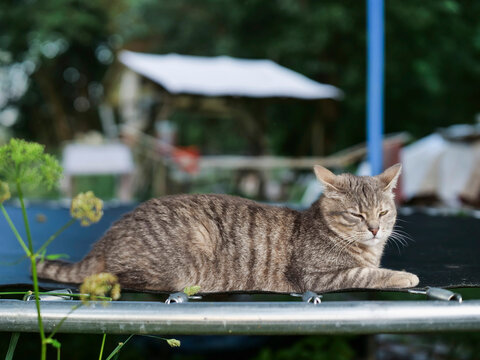 Striped domestic cat lounging on metal surface. Cat eyes closed, relaxed posture. Background shows greenery and blurred structures. Small yellow flower nearby. Sunny outdoor setting with natural light