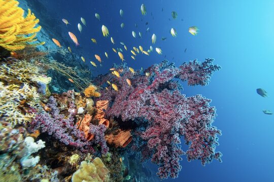 View of vibrant coral reef teeming with colorful tropical fish in the clear blue waters of the ocean, Raja Ampat, Southwest Papua, Indonesia.