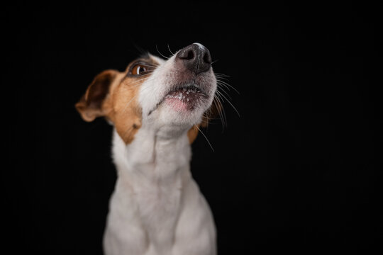 A close-up portrait of a Jack Russell Terrier dog on a black background. 