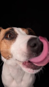 Close-up portrait of a Jack Russell Terrier licking its nose on a black background. 