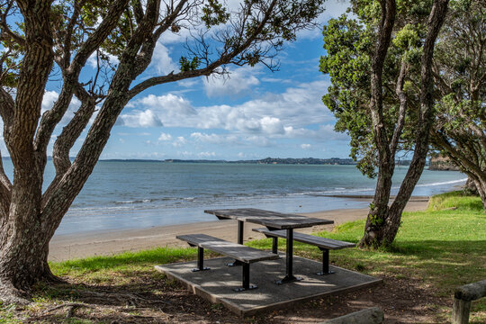 Hatfields Beach, Metrosideros excelsa, Hibiscus Coast, Auckland, Neuseeland, Picknickplatz unter Pohutukawa Baeumen am Strand mit Meerblick