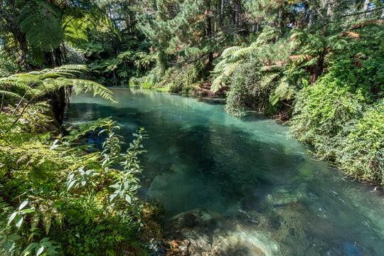 Blue Spring, Waihou River, Te Waihou Walkway, Putaruru, Waikato, Neuseeland, Cyathea dealbata, Kristallklares Wasser und Farnwald