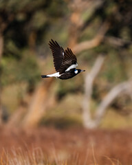 Obraz premium Magpie in flight