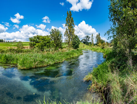 Waihou River, Te Waihou Walkway, Blue Spring, Putaruru, Waikato, Neuseeland, Pinus radiata, Cyathea dealbata, Kristallklarer Fluss mit Unterwasserpflanzen