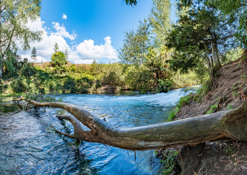 Waihou River, Te Waihou Walkway, Blue Spring, Putaruru, Waikato, Neuseeland, Pinus radiata, Cyathea dealbata, Kristallklarer Fluss mit Unterwasserpflanzen