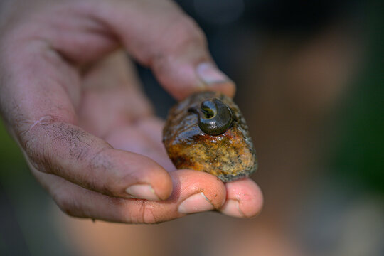 Freshwater snail Radix balthica examined closely in careful hands.