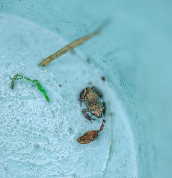 Common frog tadpole Rana temporaria inside turquoise plastic bucket.