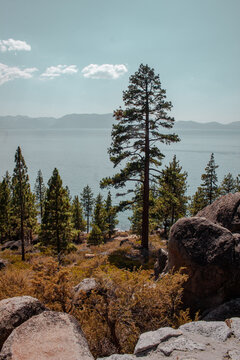 View of Lake Tahoe surrounded by pine trees and rocky terrain under a clear blue sky in the United States.
