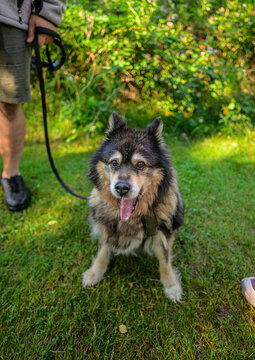 Happy domestic dog Canis familiaris walking on leash outdoors.