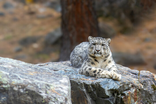 View of a snow leopard resting on a large rock in a mountainous environment in Kashgar Prefecture, Xinjiang, China.