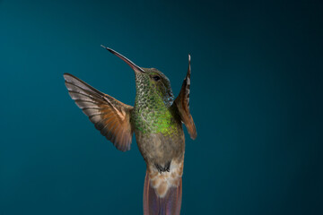 Fototapeta premium Berylline Hummingbird in flight