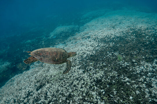 View of a sea turtle swimming over a coral reef currently becoming bleached due to a heat wave near Heron Island in Gladstone, Queensland, Australia.