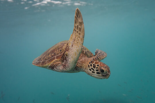 View of a green sea turtle swimming gracefully through the clear turquoise waters near Heron Island in Gladstone, Queensland, Australia.