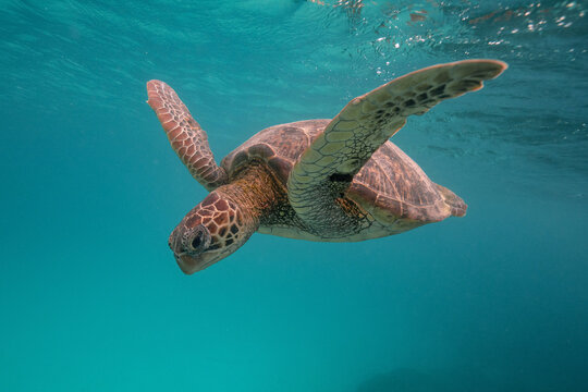 View of a green sea turtle swimming gracefully through the clear turquoise waters near Heron Island, Gladstone, Queensland, Australia.