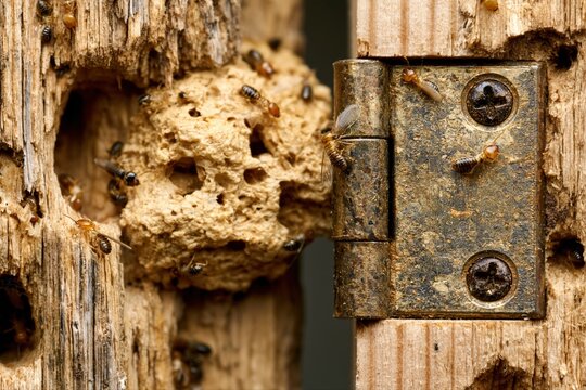 Close-up of termites and their mud tubes infesting damaged wooden door frame with rusty hinge