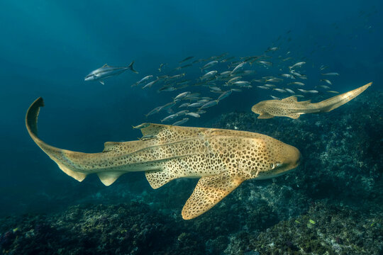 View of leopard sharks swimming near the reef at Nguthungulli Julian Rocks with a school of fish in the clear blue water of Byron Bay, New South Wales, Australia.