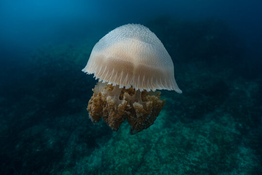 View of a jellyfish swimming in the deep blue waters near the rocky reef of Nguthungulli Julian Rocks, Byron Bay, New South Wales, Australia.