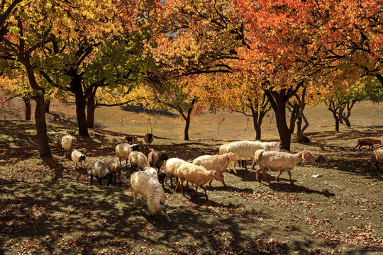 View of sheep grazing under vibrant autumn trees in the Hunza Valley, Karimabad, Gilgit Baltistan, Pakistan.