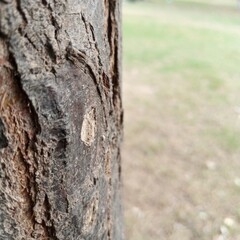 Obraz premium Close up detail of rough natural tree bark texture on the left with a blurred grassy green lawn filling the entire background