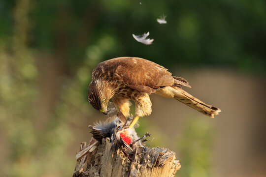View of a Shikra bird eating its prey on a tree stump in Jahanian, Punjab, Pakistan.