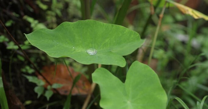 Close up of large green taro leaf growing in garden