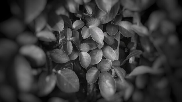 Leaves Close Up Natural Plant Background with blured concept
