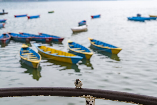 View of a small bird perched on a railing with colorful wooden boats floating on the calm waters of Phewa Lake in Pokhara, Gandaki Province, Nepal.