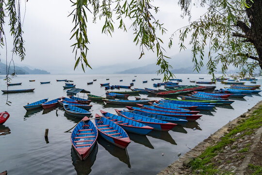 View of colorful wooden boats moored on the calm waters of Phewa Lake with overhanging willow branches and misty mountains in the background in Pokhara, Gandaki Province, Nepal.