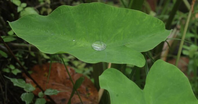 Close up of large green taro leaf growing in garden