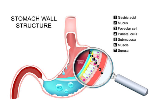 Stomach wall structure. Gastric secretion. Layers and cells.