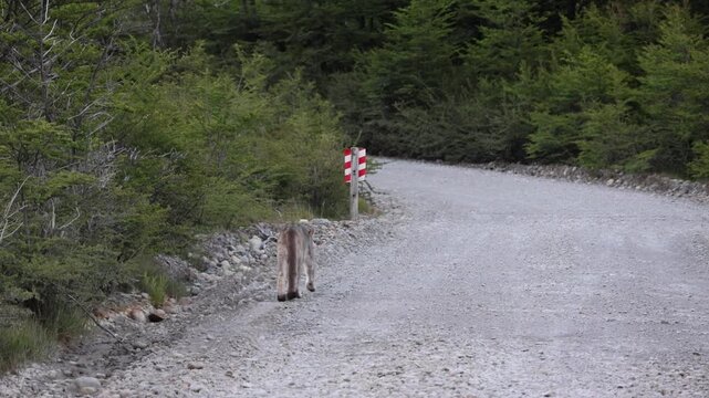 an apparently injured puma walking along the side of a road inside Los Glaciares National Park in Argentina